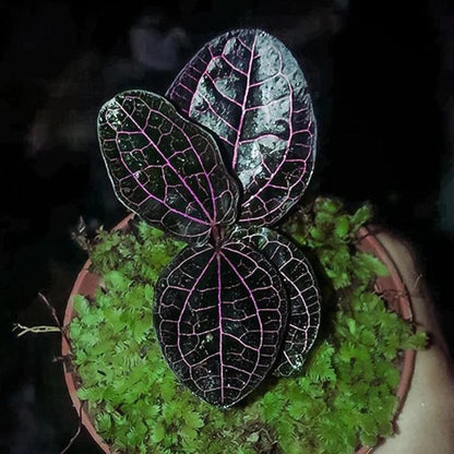 Red Piper Sp Borneo Live Exotic Tropical Plant – Colorful Flower Seeds