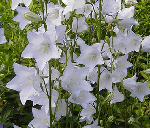 Bellflower Willow Peach Leaved White Campanula Persicifolia – Perennial Garden Flower Seeds