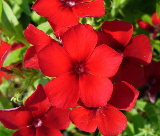 Phlox Red Phlox Drummondii – Bright Garden Flower Seeds