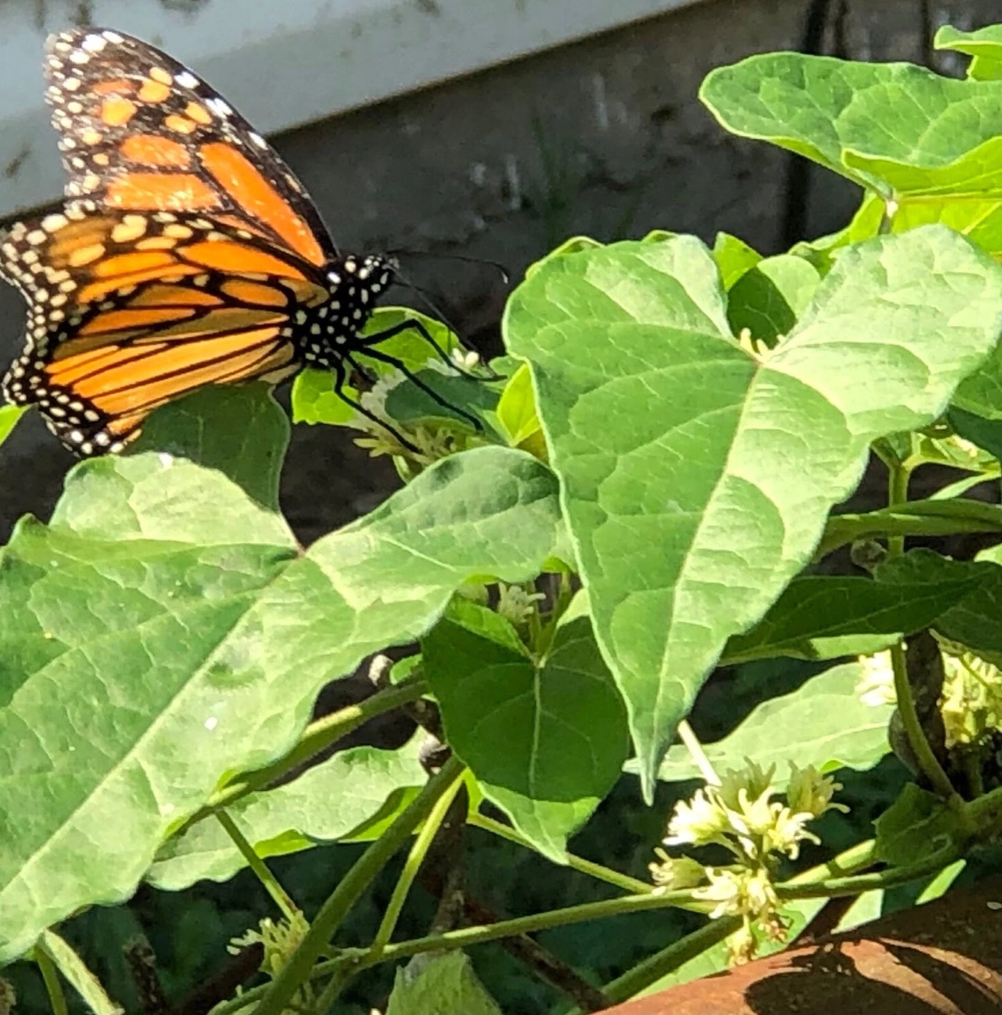 Wild Honeyvine Milkweed Climbing Perennial Flower Seeds