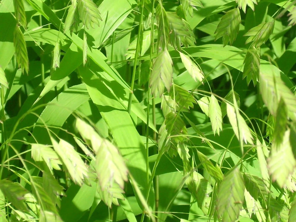 Inland Sea Oats Chasmanthium Latifolium – Ornamental Grass Seeds