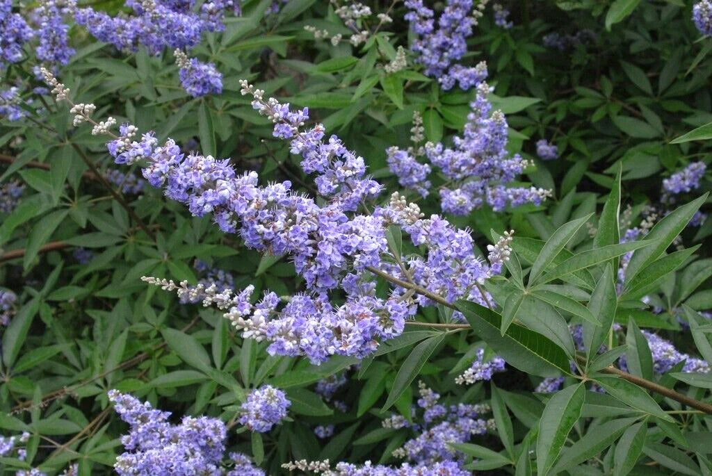 Abbeville Blue Chaste Tree Vitex Agnus-Castus – Flowering Tree Seeds