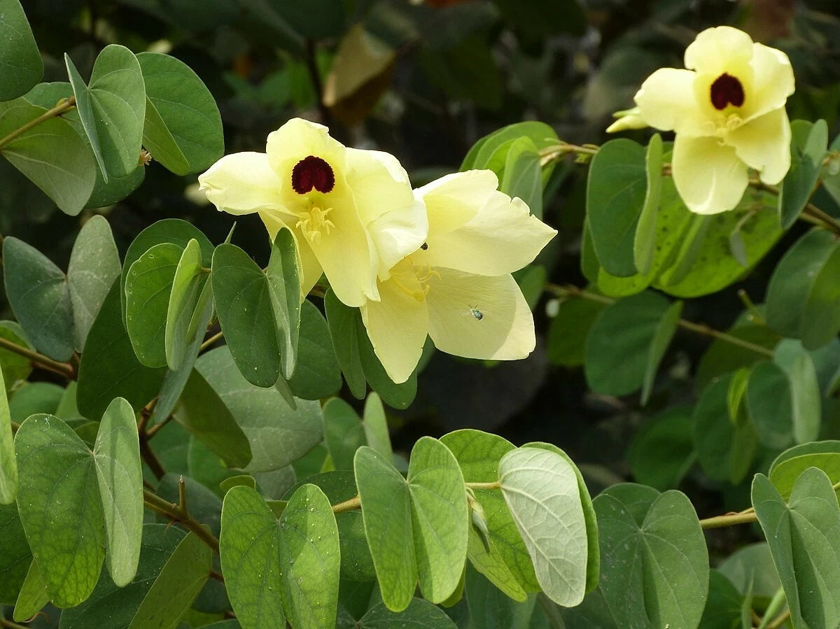 Yellow Bell Bauhinia Tomentosa Flowering Shrub Tree Seeds