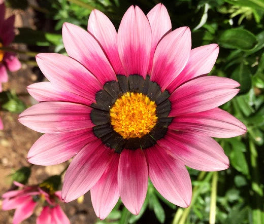 Gazania Garden Leader Pink Gazania Rigens – Colorful Ground Cover Flower Seeds