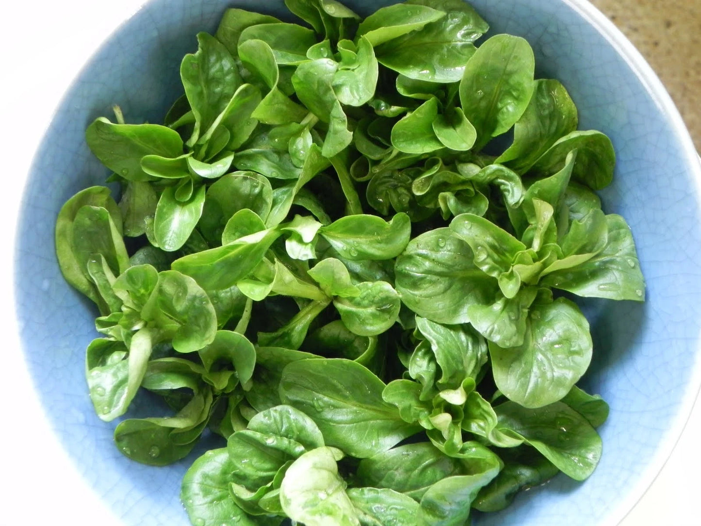 Corn Salad Mache – Garden Flower Seeds for Planting