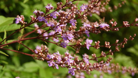 Chinese Chaste Tree Vitex Negundo Perennial Flower Seeds