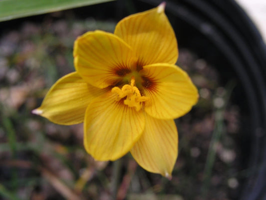 Rain Lily Habranthus Tubispathus Var Texanus New Zephyranthes - Flower Seeds