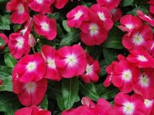 Rose Halo Vinca – Garden Flower Seeds for Planting