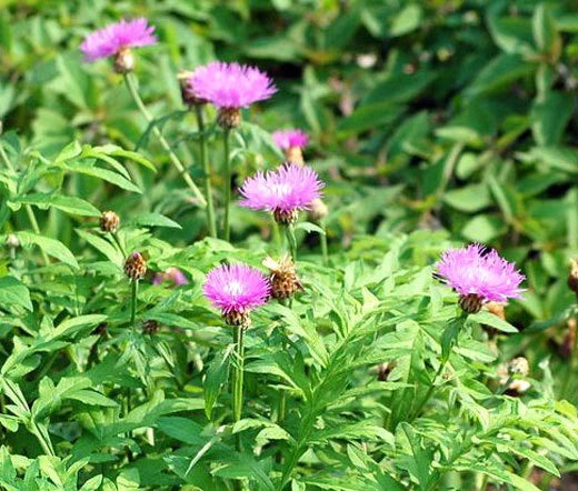 Persian Cornflower Centaurea Dealbata – Perennial Flower Garden Seeds