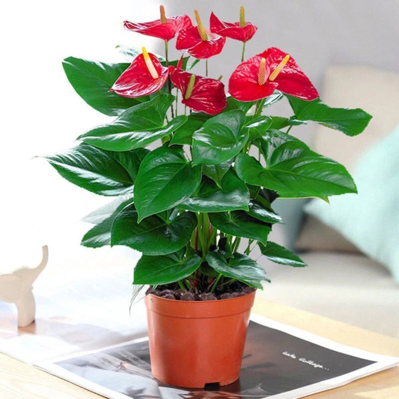 Red Color Anthurium – Colorful Flower Seeds for Planting