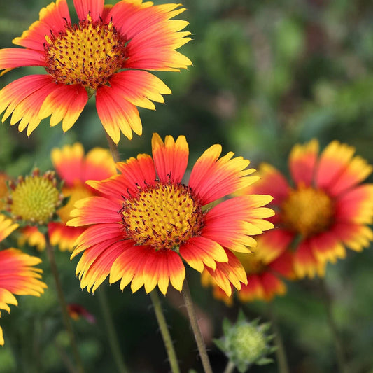 Indian Blanket Gaillardia Pulchella – Colorful Wildflower Garden Seeds