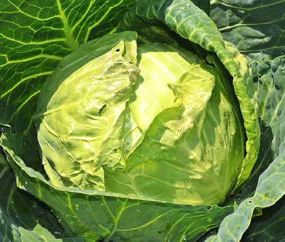 Cabbage Danish Ballhead Brassica Oleracea – Vegetable Garden Seeds