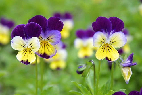 Viola Johnny Jump – Garden Flower Seeds for Planting