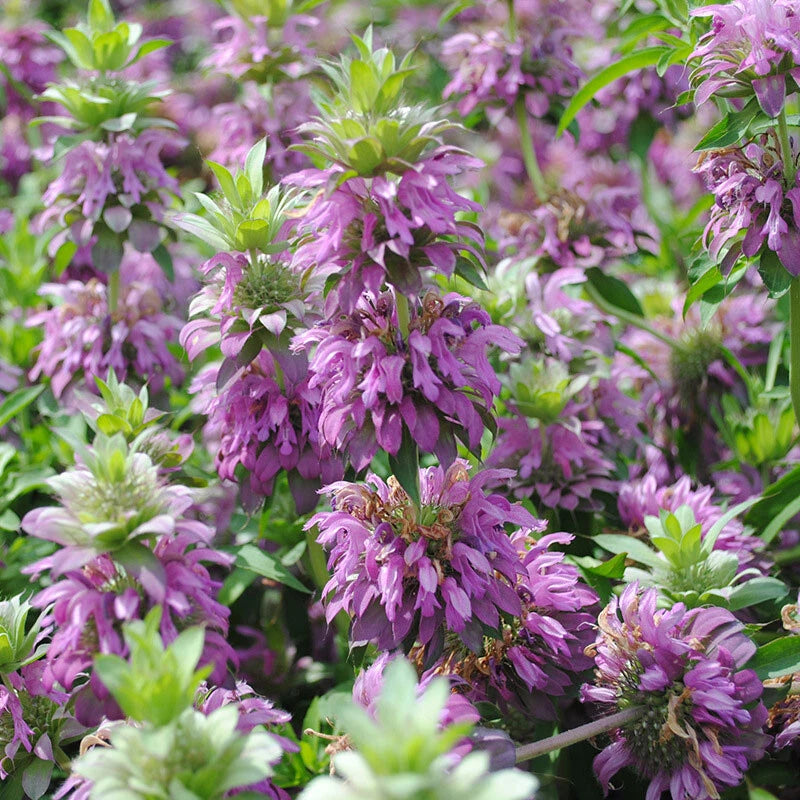 Oriental Bee Balm Monarda Bradburiana Perennial Flower Seeds
