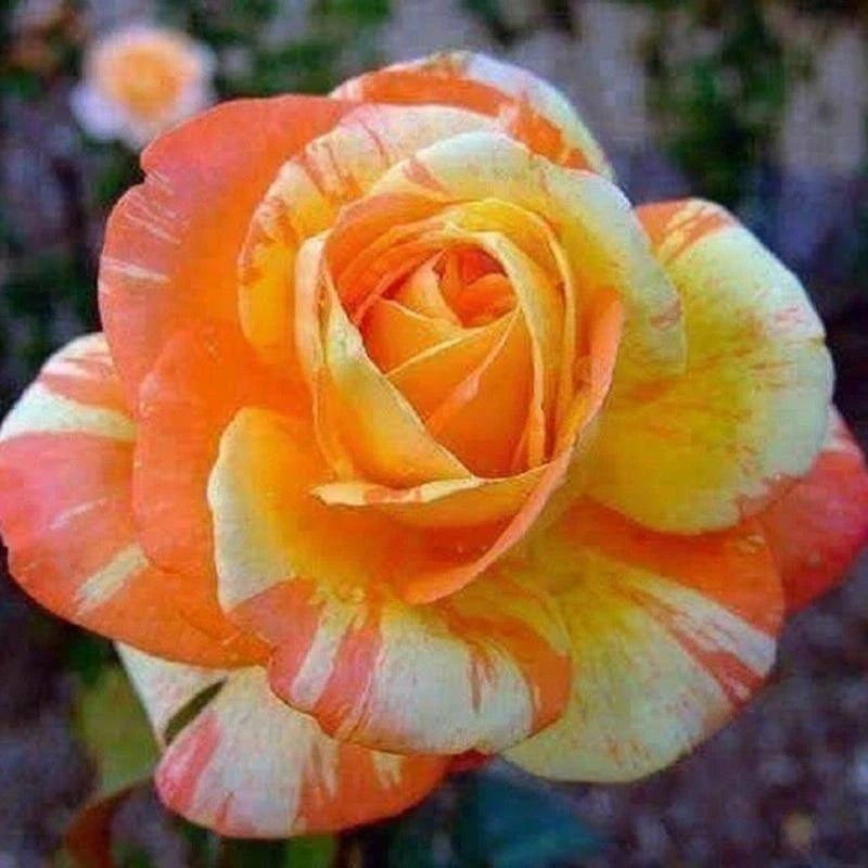 Orange White Rose – Perennial Garden Flower Seeds