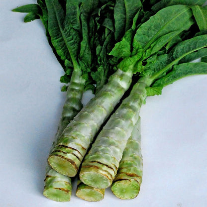 Chinese Lettuce Big Stem – Vegetable Garden Seeds