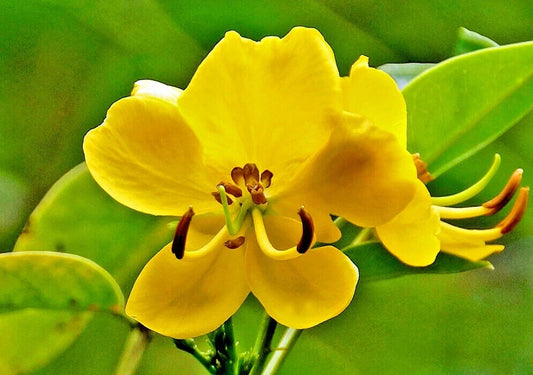 Argentine Senna Senna Corymbosa Flowering Tree Seeds