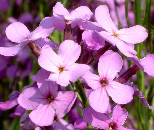 Dames Rocket Hesperis Matronalis – Perennial Garden Flower Seeds