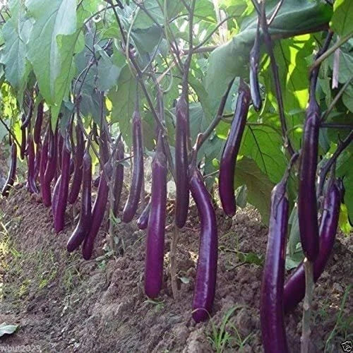 Long Purple Eggplant Seeds for Planting Non-GMO Exotic Heirloom Vegetables