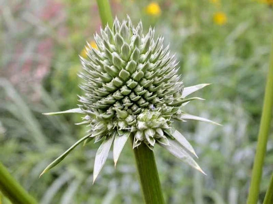 Rattlesnake Master Eryngium Yuccifolium Hardy Perennial Flower Seeds
