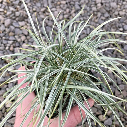Variegated Mondo Grass Ophiopogon Japonicus Hardy Ground Cover Seeds