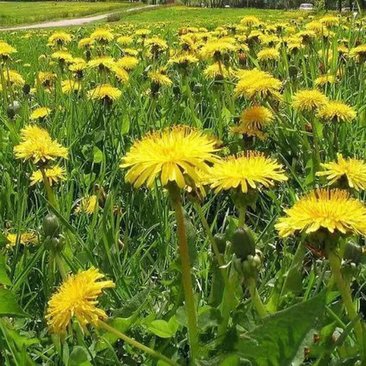 Dandelion Taraxacum Officinale – Yellow Herb Seeds