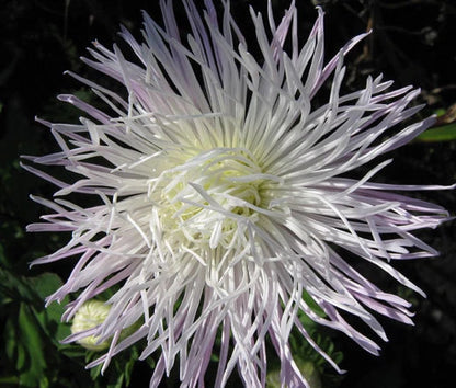 Aster Needle Unicum White Callistephus Chinensis – Dwarf Garden Flower Seeds