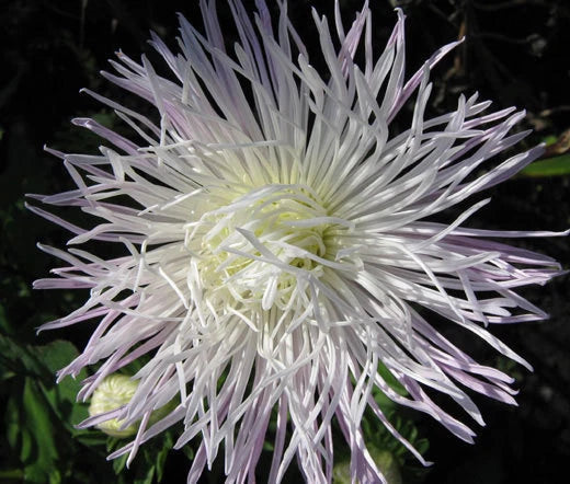 Aster Needle Unicum White Callistephus Chinensis – Dwarf Garden Flower Seeds