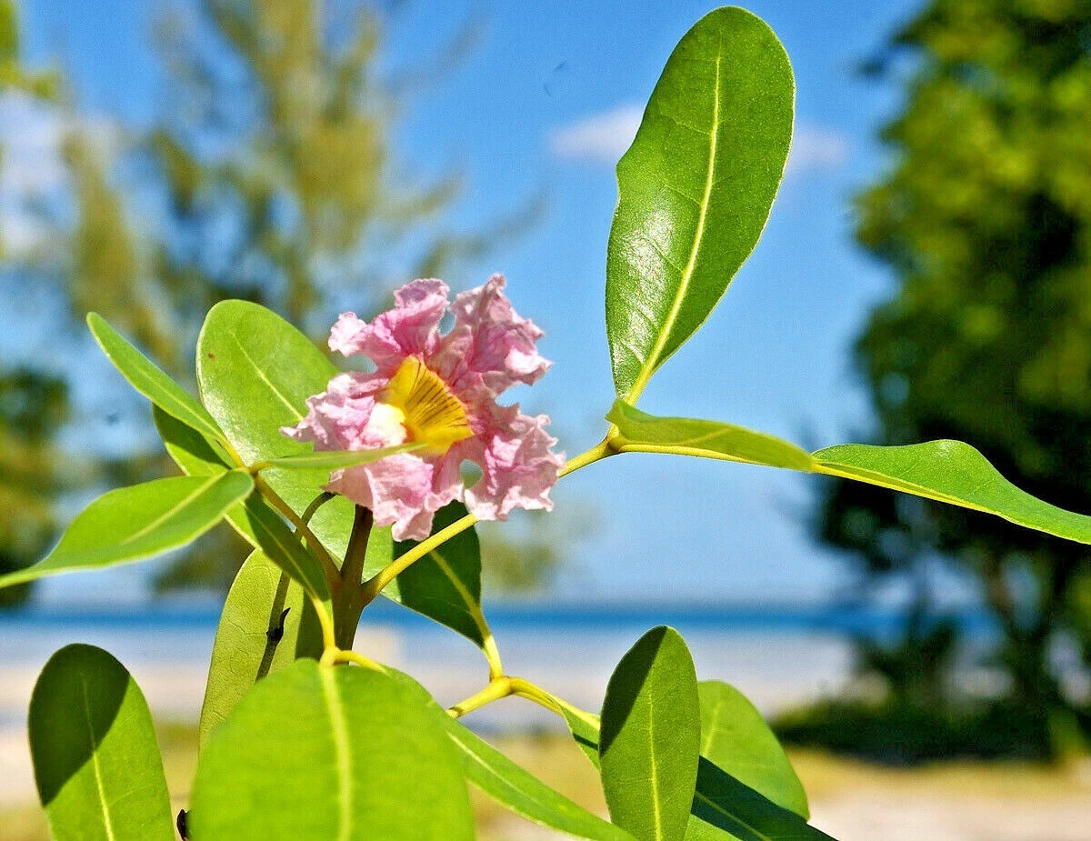 Pink Trumpet Tree Tabebuia Heterophylla – Flowering Tree Seeds