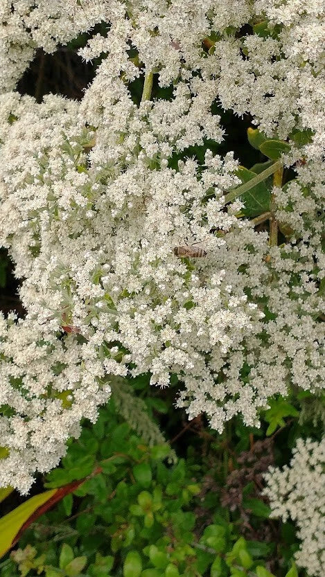 California Buckwheat Eriogonum Fasciculatum Hardy Wildflower Seeds
