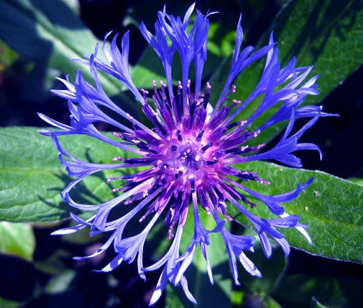 Centaurea Montana Mountain Bluet Perennial Flower Seeds