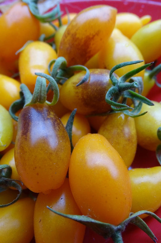 Llama de Vela Tomato – Heirloom Vegetable Garden Seeds