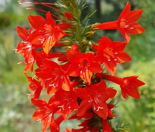 Standing Cypress Ipomopsis Rubra – Garden Flower Seeds