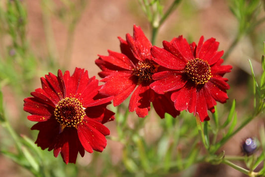 Dwarf Red Plains Coreopsis – Native Reseeding Flower Seeds