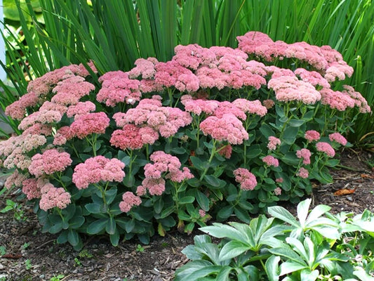 Autumn Joy Sedum Sedum Spectabile – Variegated Perennial Flower Seeds