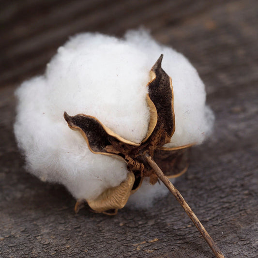 Cotton Bush Gossypium Flowering Garden Seeds for Kids