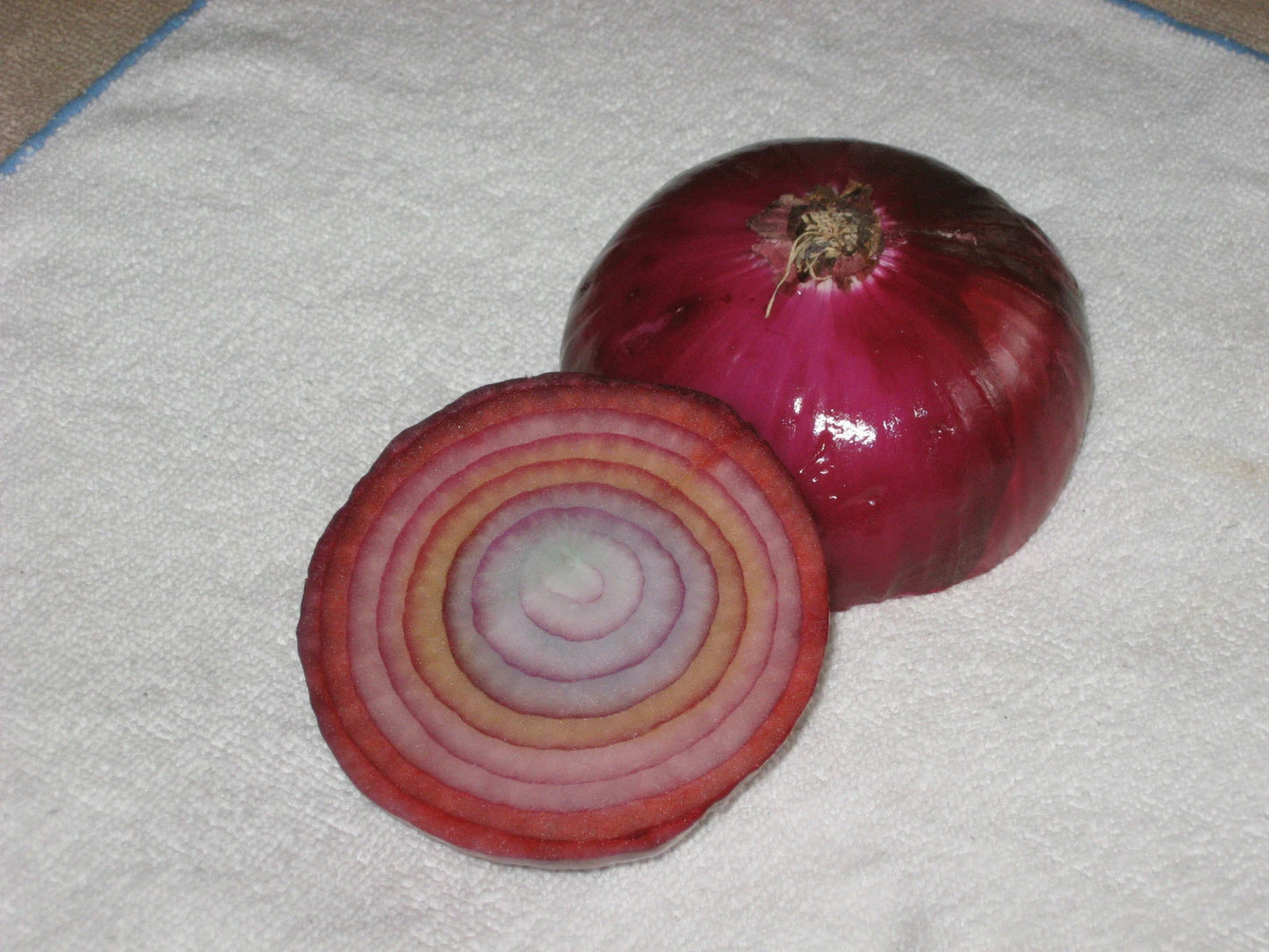 Rare Romanian Rainbow Onion – Garden Vegetable Seeds