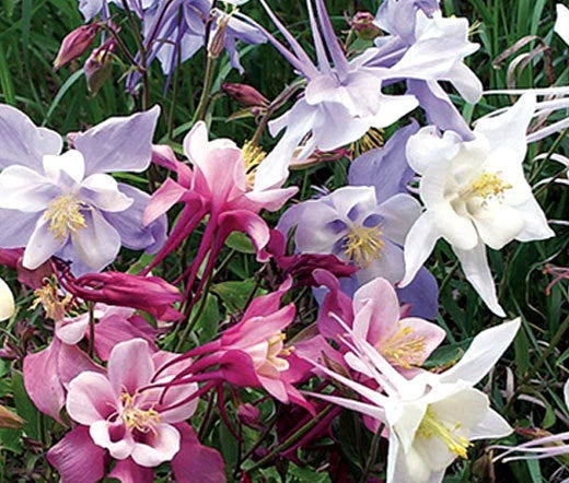 Columbine Aquilegia Vulgaris – Dwarf Mixed Color Flower Seeds