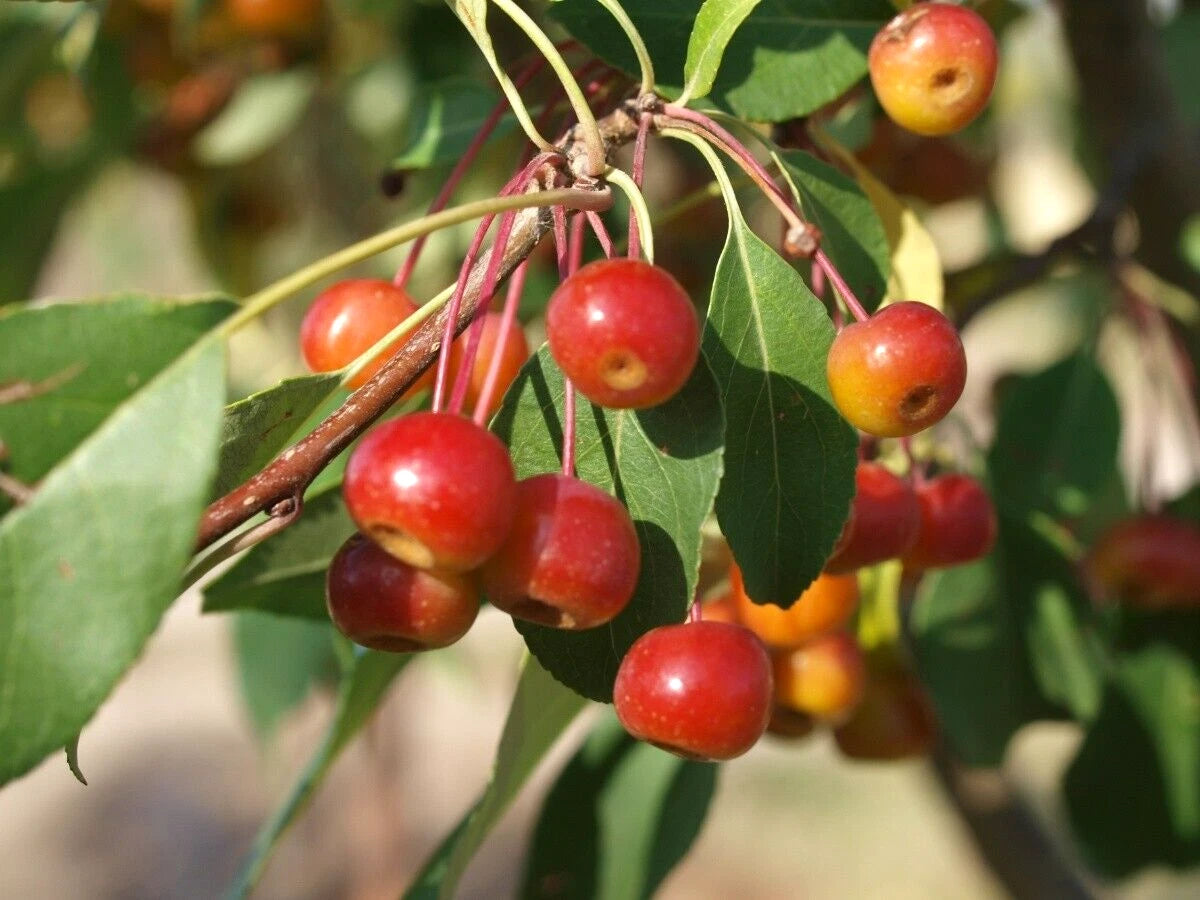 Siberian Crab Apple Malus Baccata – Hardy Fruit Tree Seeds