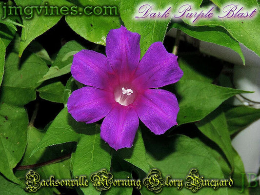 Dark Purple Blast – Garden Flower Seeds for Planting