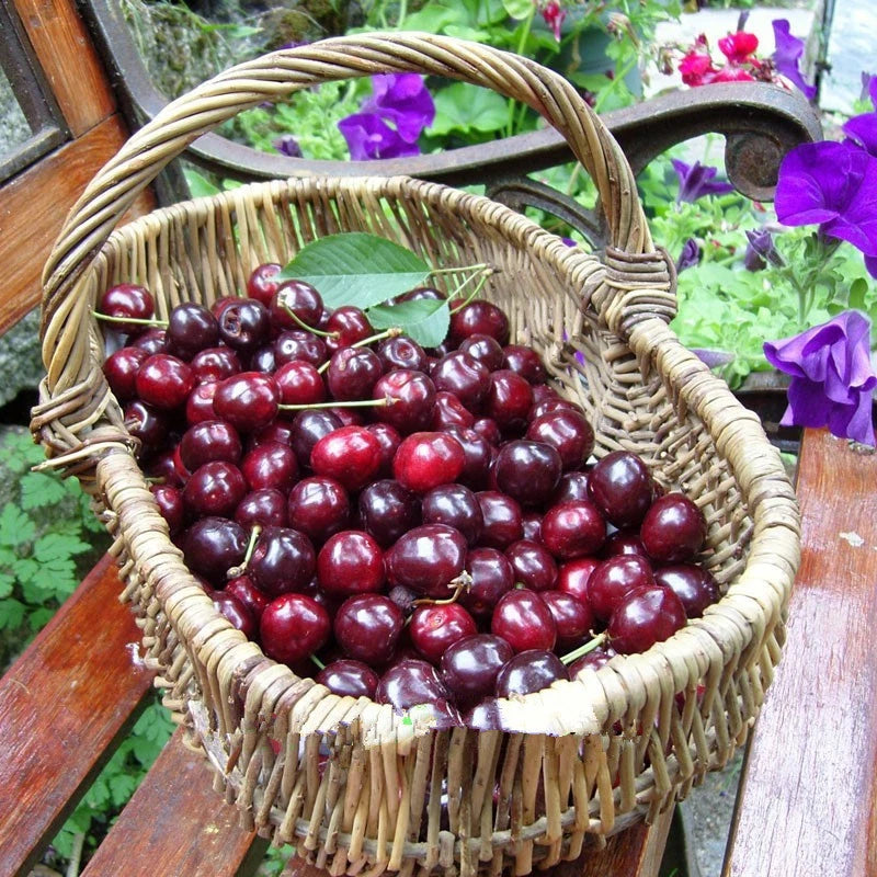 Black Cherry – Garden Fruit Seeds