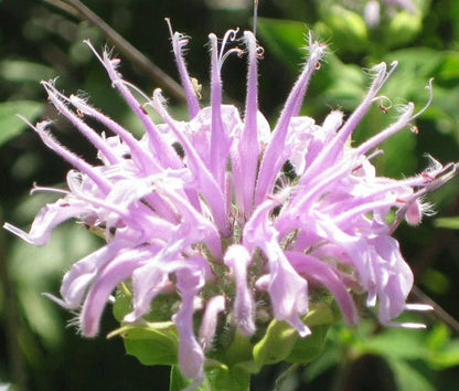Bergamot Wild Bee Balm – Herb Seeds
