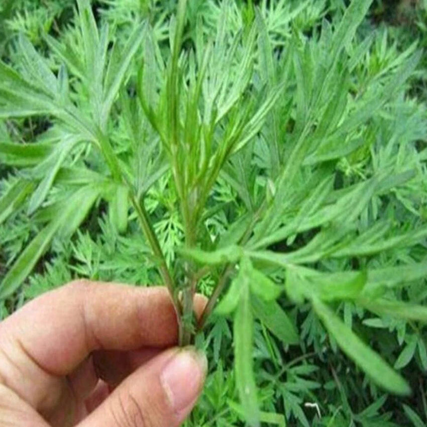 Wormwood Artemisia Princeps Herb Garden Seeds