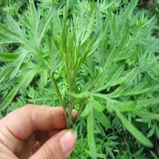 Wormwood Artemisia Princeps Herb Garden Seeds
