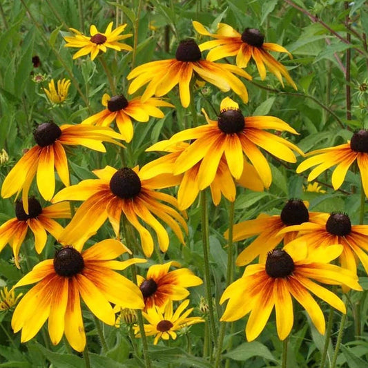 Gloriosa Daisy – Hardy Wildflower Garden Seeds
