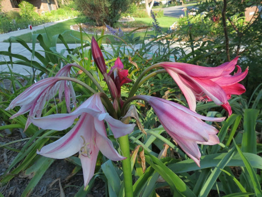 Crinum Lily Lorraine Clark Variegated Large Blooming-Size Bulb New