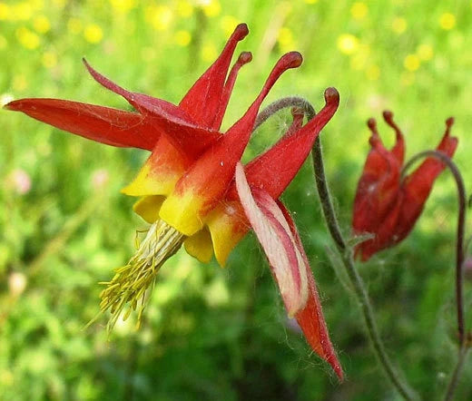 Columbine Eastern Red Aquilegia Canadensis – Perennial Garden Flower Seeds