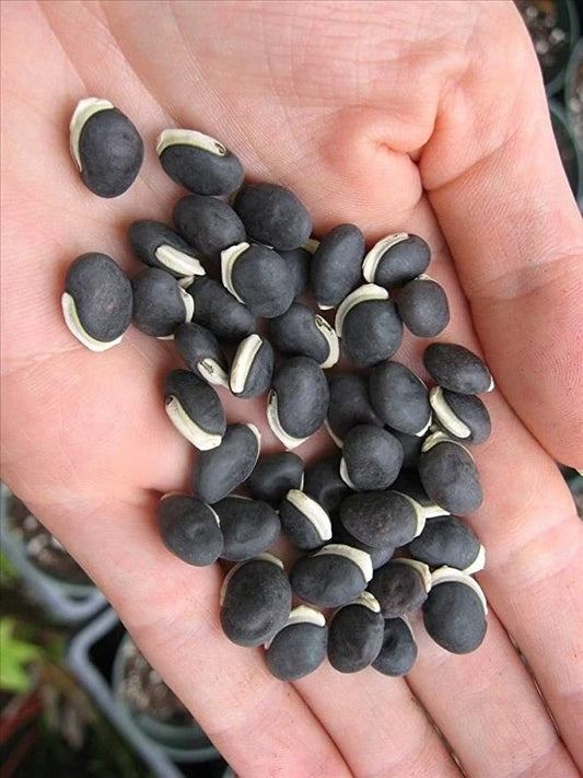 Hyacinth Bean Vine Dolichos Lablab – Climbing Flower and Vegetable Seeds