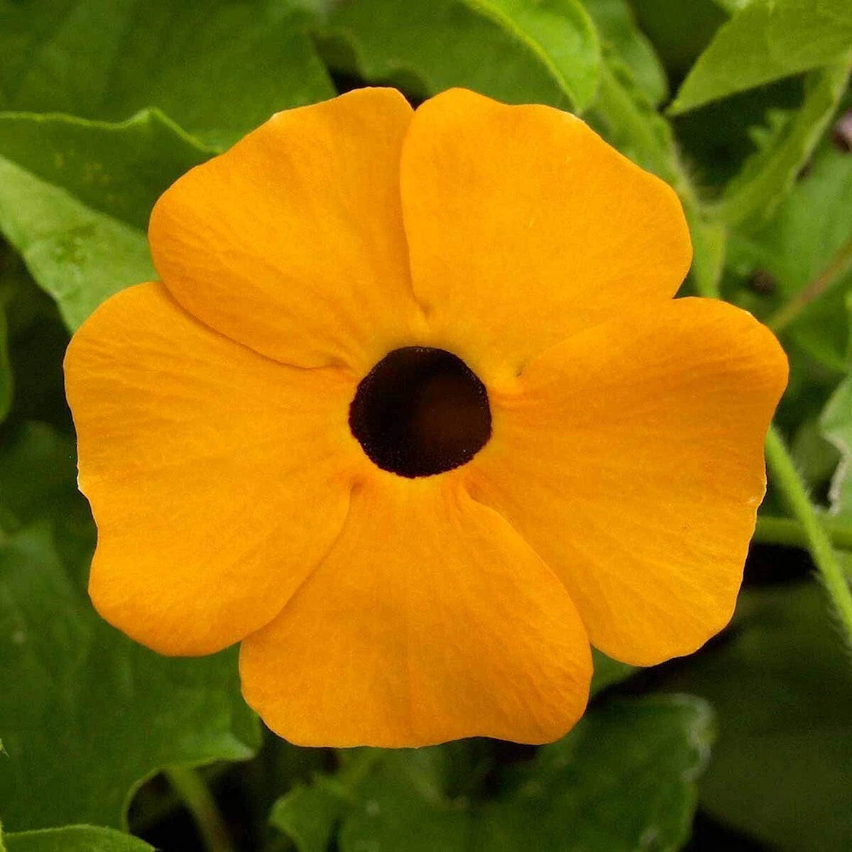 Black Eyed Susan Vine – Hardy Wildflower Seeds