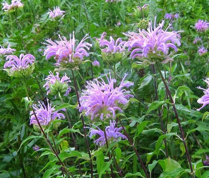 Wild Bergamot Bee Balm Monarda Fistulosa Pollinator Friendly Flower Seeds